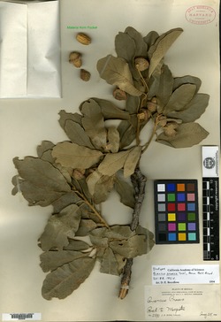 Quercus praeco image
