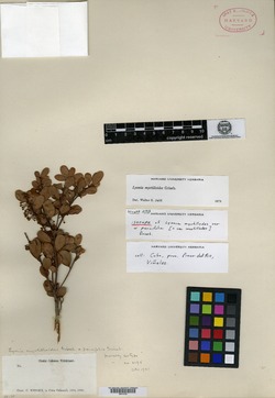 Image of Lyonia myrtilloides