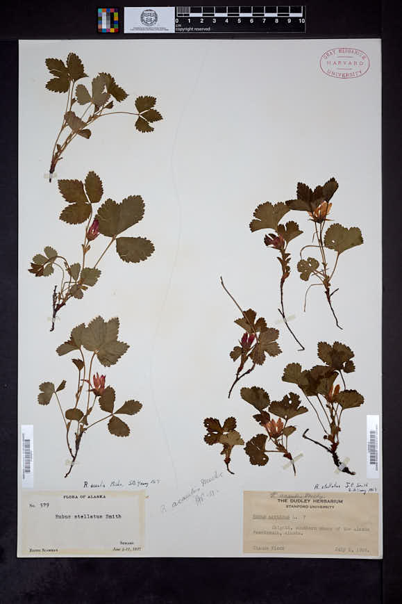 Rubus arcticus subsp. stellatus image