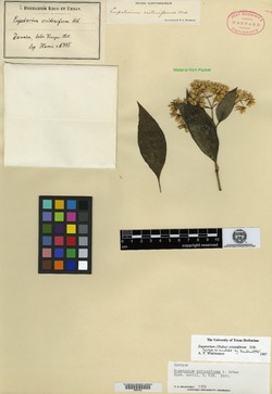 Image of Critonia critoniformis
