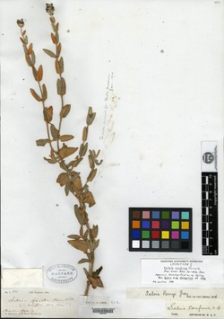 Salvia confinis image