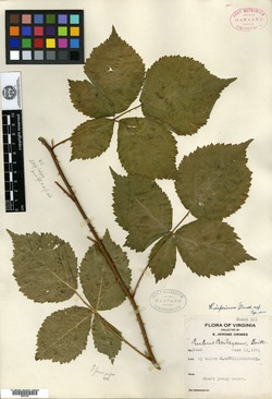 Image of Rubus imperiorum