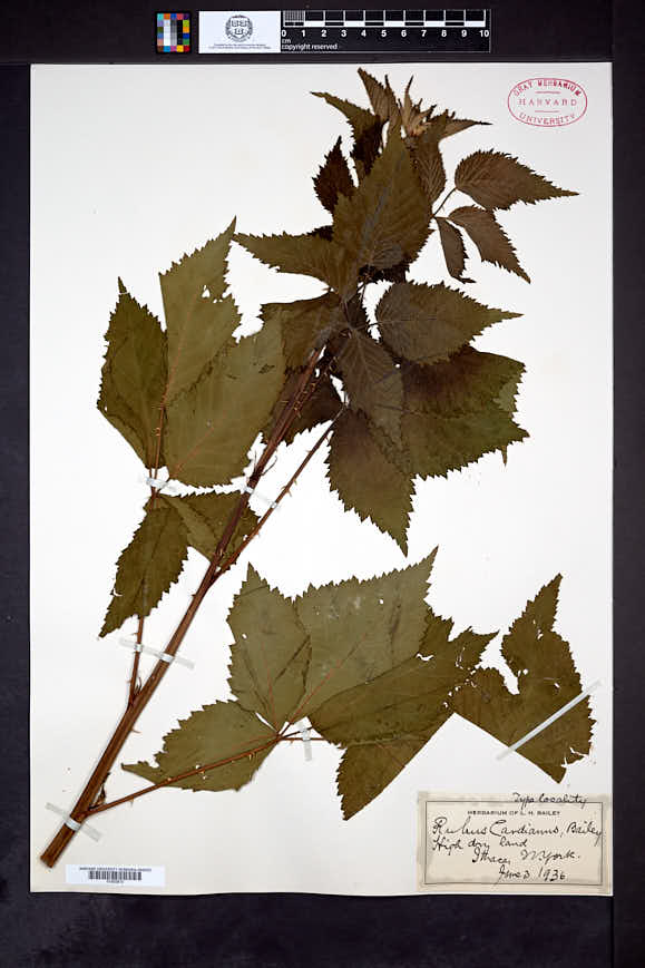 Rubus cardianus image