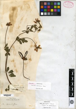 Image of Ottleya grandiflora