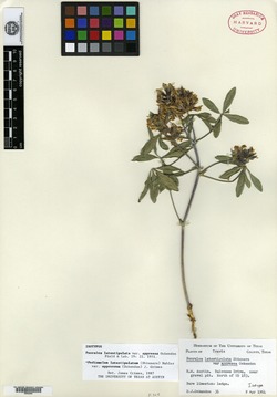Pediomelum latestipulatum image