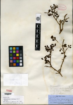 Image of Dendrophthora buxifolia