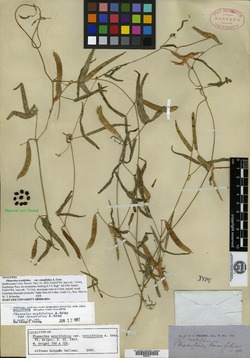 Phaseolus acutifolius var. tenuifolius image