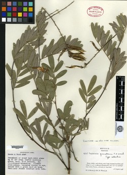 Tephrosia quercetorum image
