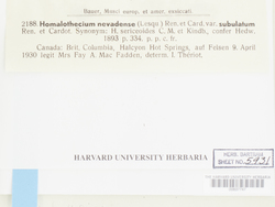 Homalothecium aureum image