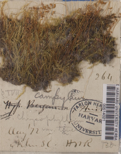 Campylium chrysophyllum image