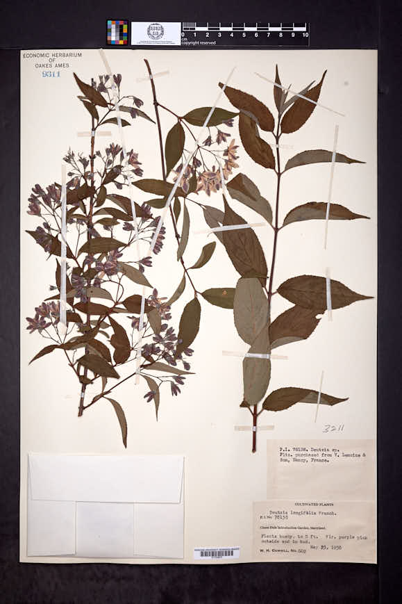 Deutzia longifolia image