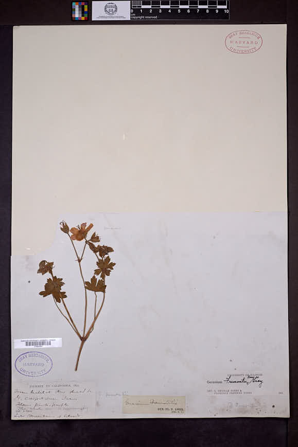 Geranium caespitosum var. fremontii image