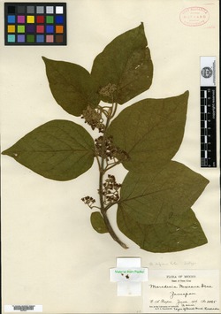 Image of Marsdenia gilgiana
