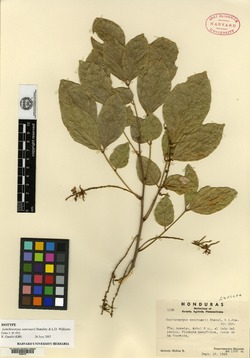 Lonchocarpus sanctuarii image
