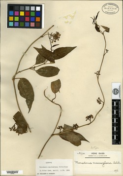 Image of Marsdenia macroglossa