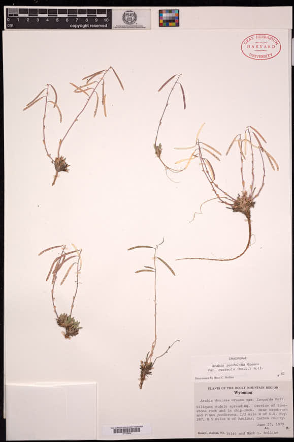 Boechera pendulina var. russeola image