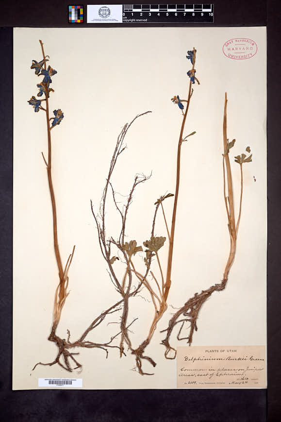 Delphinium burkei image