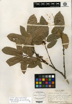 Image of Quercus clivicola