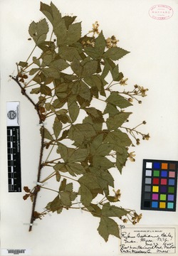 Image of Rubus boottianus