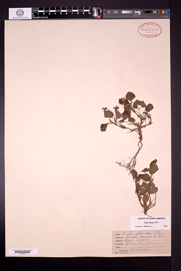 Viola striata image