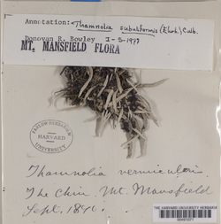 Thamnolia vermicularis image