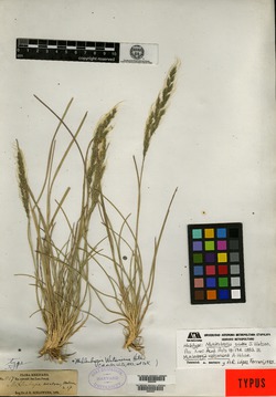 Image of Muhlenbergia watsoniana