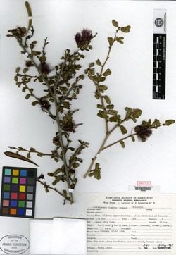 Image of Calliandra purpurea