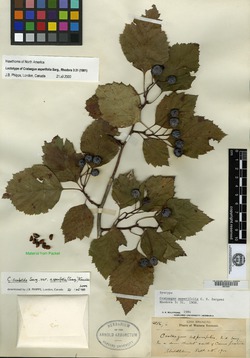 Crataegus scabrida var. asperifolia image