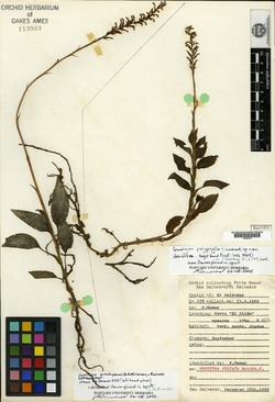 Image of Goodyera polyphylla
