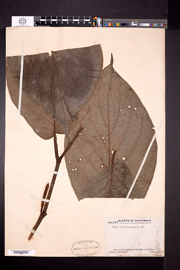 Piper calophyllum image