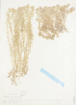 Sphagnum magellanicum var. molle image