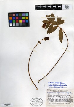 Image of Hypericum steyermarkii