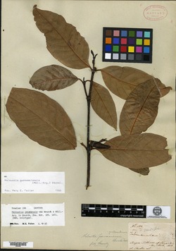 Image of Malouetia guatemalensis