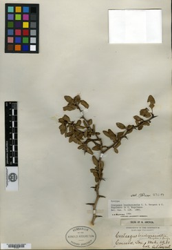 Crataegus brachyacantha image