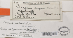 Cladonia abbreviatula image
