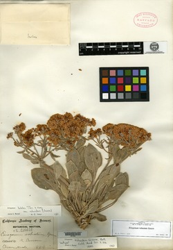 Eriogonum robustum image