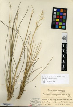 Image of Danthonia obtorta