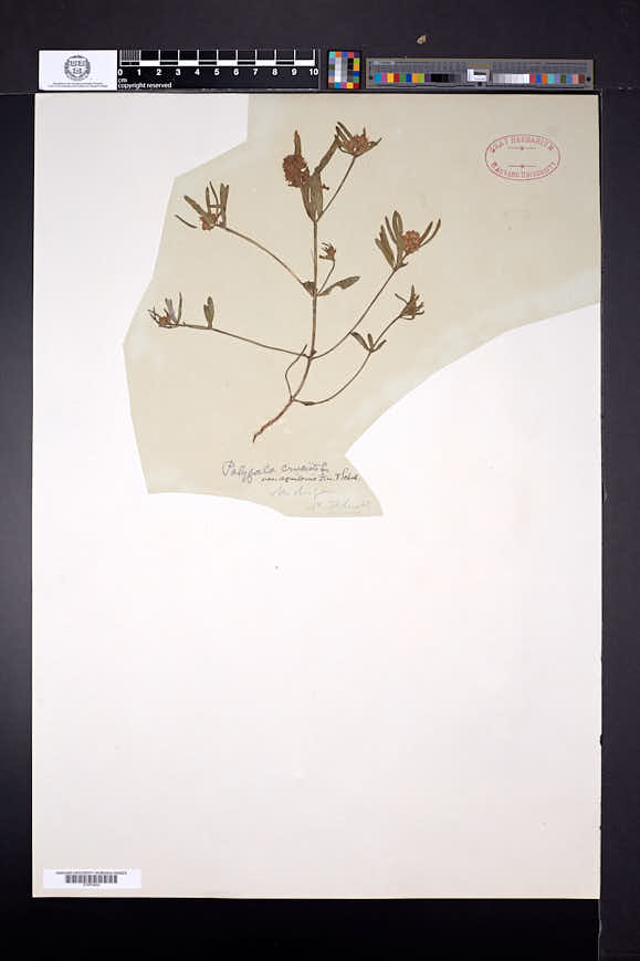 Polygala cruciata var. aquilonia image