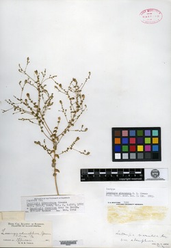 Image of Lessingia adenophora