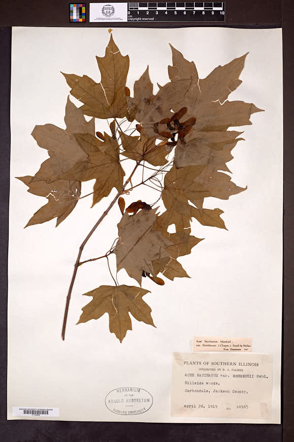 Acer saccharum var. schneckii image