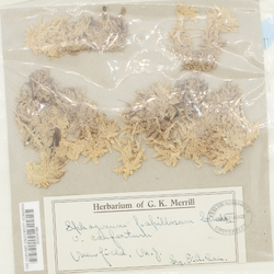 Sphagnum papillosum var. confertum image