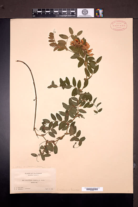 Lathyrus vestitus subsp. puberulus image
