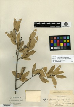 Image of Quercus brandegeei