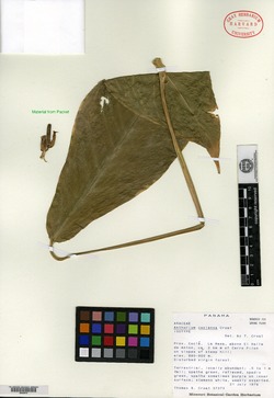Image of Anthurium coclense