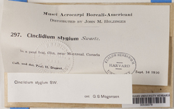 Cinclidium stygium image