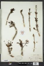 Fraxinus nigra image