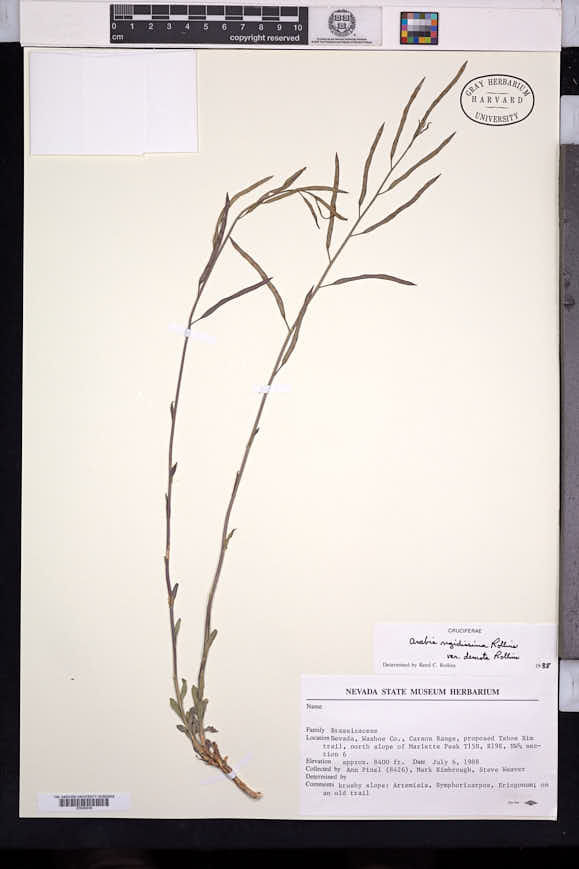 Image of Boechera rigidissima