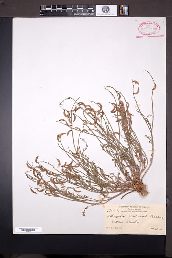 Astragalus recurvus image