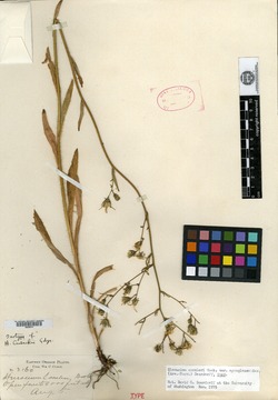 Image of Hieracium cusickii