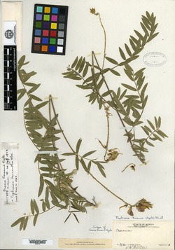 Tephrosia leucantha image